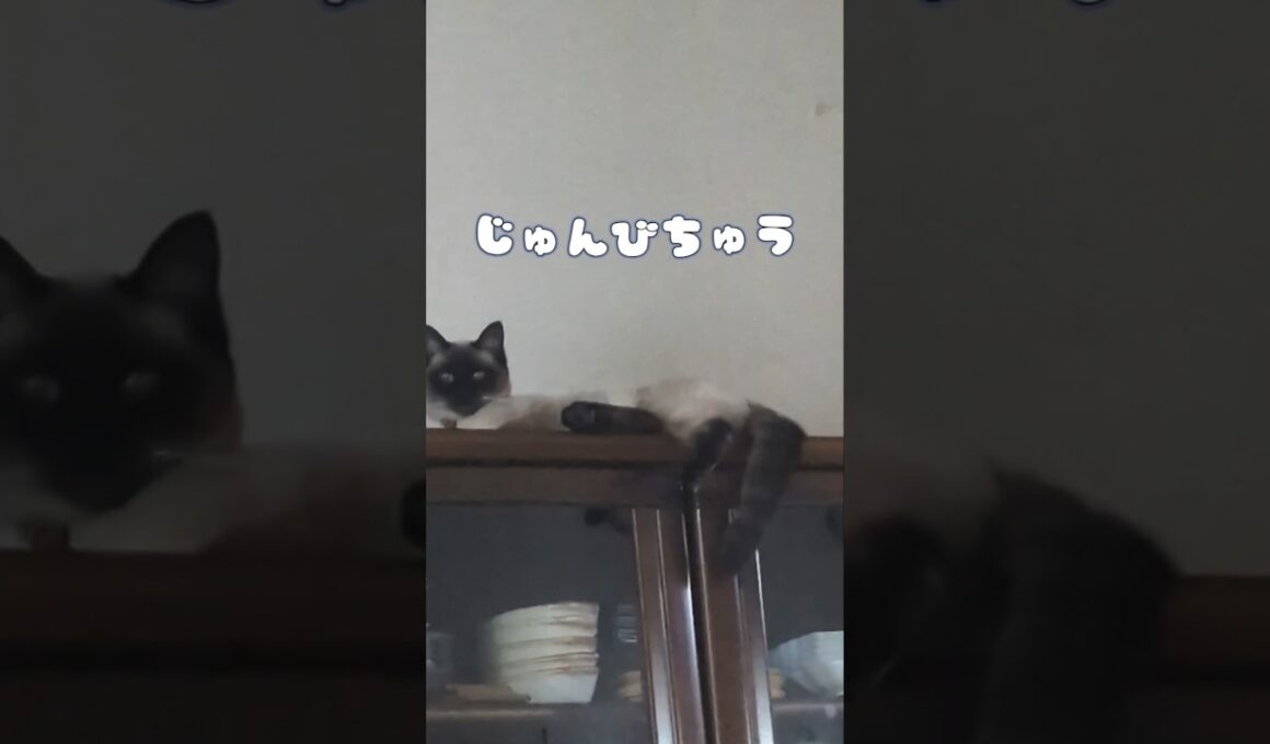 ここが落ち着くらしい シャム猫☆マロンちゃん #cat #catshorts #シャム猫 #しゃむねこ #ねこのいる暮らし #ねこのいる生活 #もうすぐ