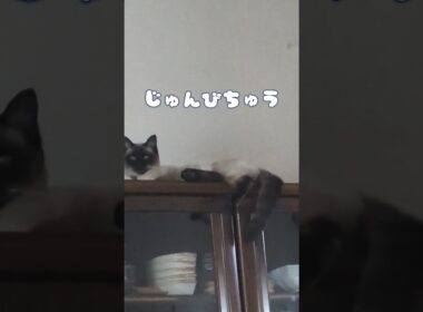 ここが落ち着くらしい シャム猫☆マロンちゃん #cat #catshorts #シャム猫 #しゃむねこ #ねこのいる暮らし #ねこのいる生活 #もうすぐ