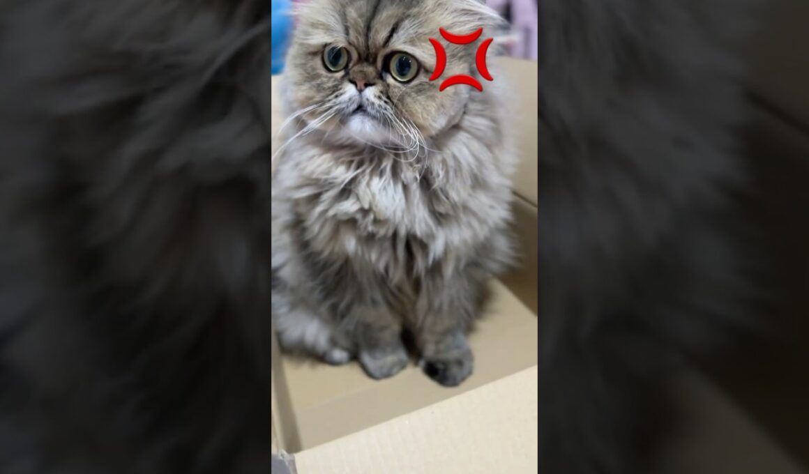 【ペルシャ猫】触られて怒るめんちゃん(Men-chan gets angry when touched) #shorts #cat #ペルシャ