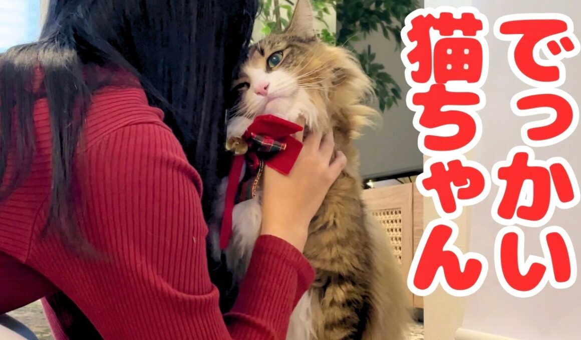 デカ猫と過ごすクリスマスがもふもふ祭りで最高すぎました…