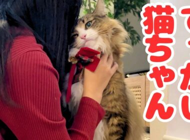 デカ猫と過ごすクリスマスがもふもふ祭りで最高すぎました…