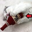 【忘年会】猫用ビールで酔っ払った猫がとんでもないことに…！