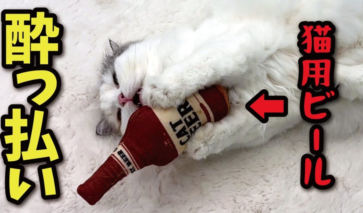 【忘年会】猫用ビールで酔っ払った猫がとんでもないことに…！