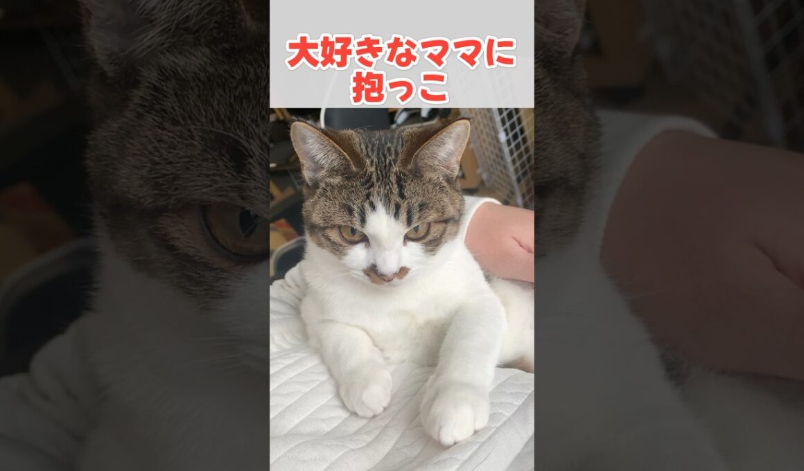 かわいい鳴き声でお手伝いする子猫 #猫 #ねこ #子猫 #保護猫