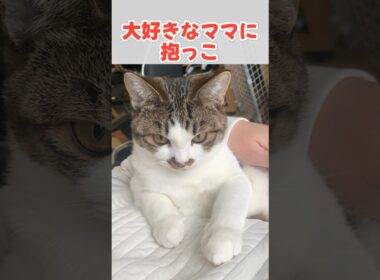 かわいい鳴き声でお手伝いする子猫 #猫 #ねこ #子猫 #保護猫
