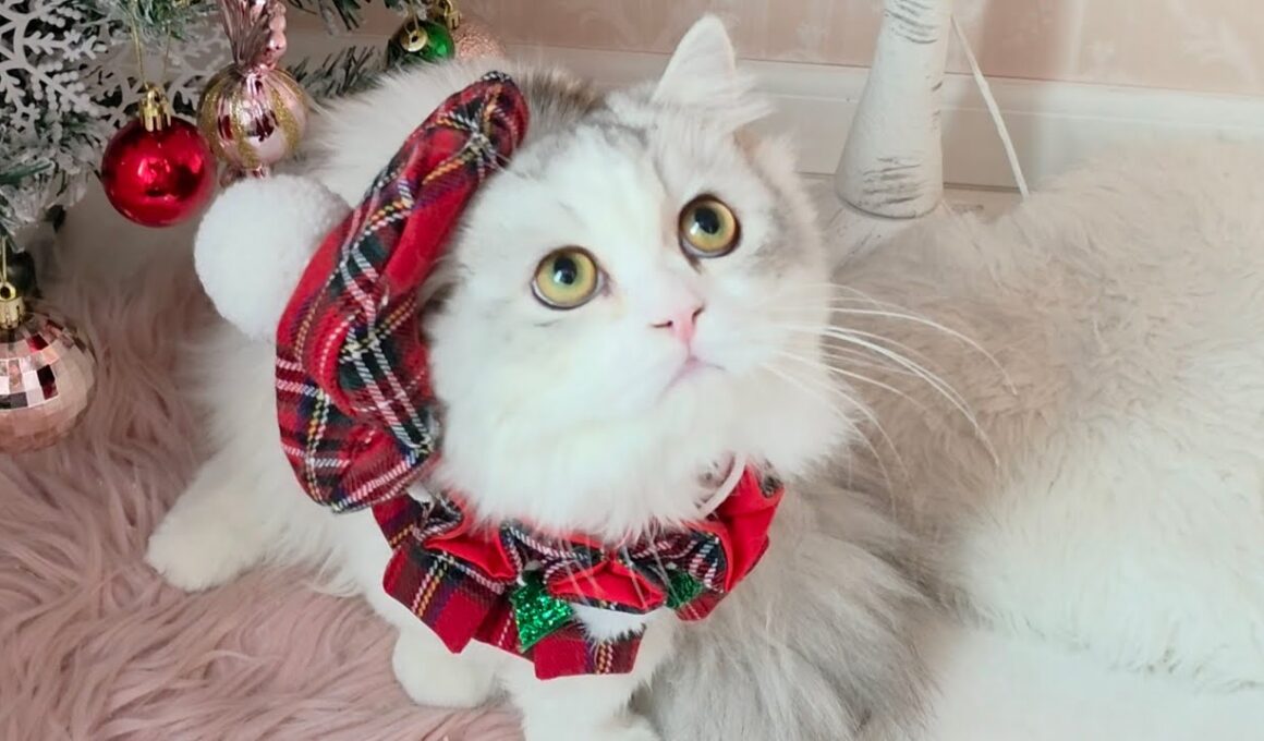 今日のにゃんず🐱#猫配信#猫動画 #ミヌエット#ラガマフィン#ラグドール#猫#ネコ#子猫#live#funny#funnycats #funnycat#cat#cute#kitten#minuet