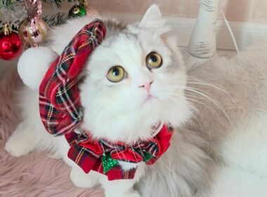 今日のにゃんず🐱#猫配信#猫動画 #ミヌエット#ラガマフィン#ラグドール#猫#ネコ#子猫#live#funny#funnycats #funnycat#cat#cute#kitten#minuet