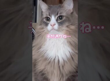 匂いをかぎ分ける猫 #shorts #猫 #ノルウェージャンフォレストキャット #アビシニアン #cat