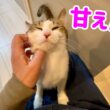 甘えん坊な子猫は呼びかけると膝の上に登ってくる