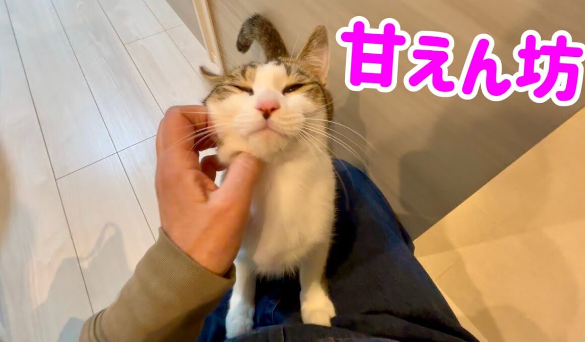 甘えん坊な子猫は呼びかけると膝の上に登ってくる