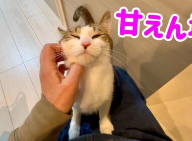 甘えん坊な子猫は呼びかけると膝の上に登ってくる