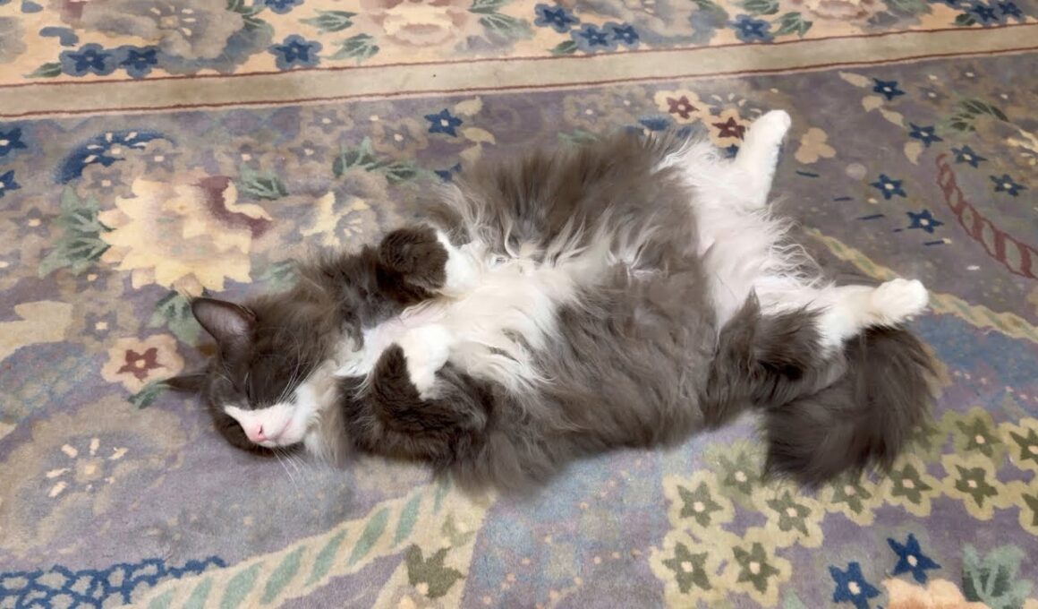 【ゴロン】色んなところでゴロ〜ン♪ターキッシュアンゴラのゴロゴロ動画