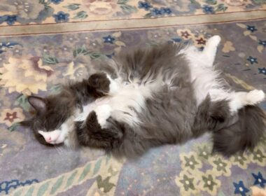 【ゴロン】色んなところでゴロ〜ン♪ターキッシュアンゴラのゴロゴロ動画