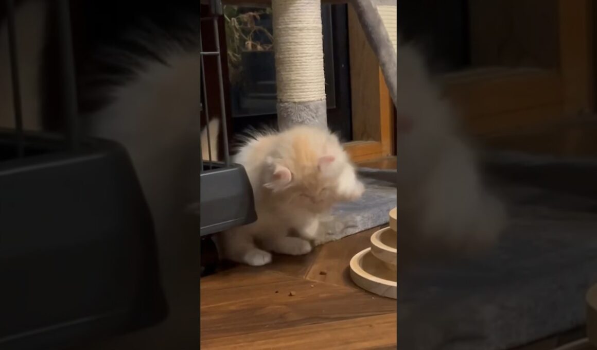 【キンカロー】おもちゃで遊ぶ仔猫盛り合わせ【マンチカール】