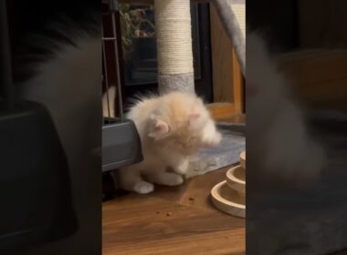 【キンカロー】おもちゃで遊ぶ仔猫盛り合わせ【マンチカール】