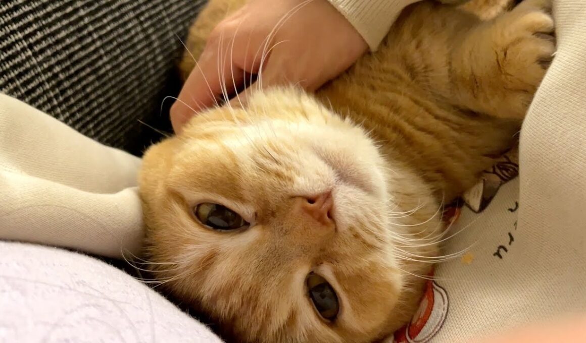 ママが横になるとすぐに隣に来て添い寝する甘えん坊猫