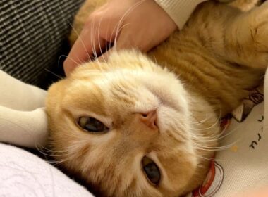 ママが横になるとすぐに隣に来て添い寝する甘えん坊猫