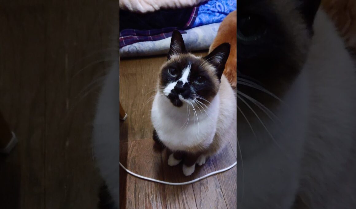 シャム猫さんと遊びました☺️ #猫 #ねこ #cat #Shorts