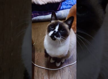 シャム猫さんと遊びました☺️ #猫 #ねこ #cat #Shorts