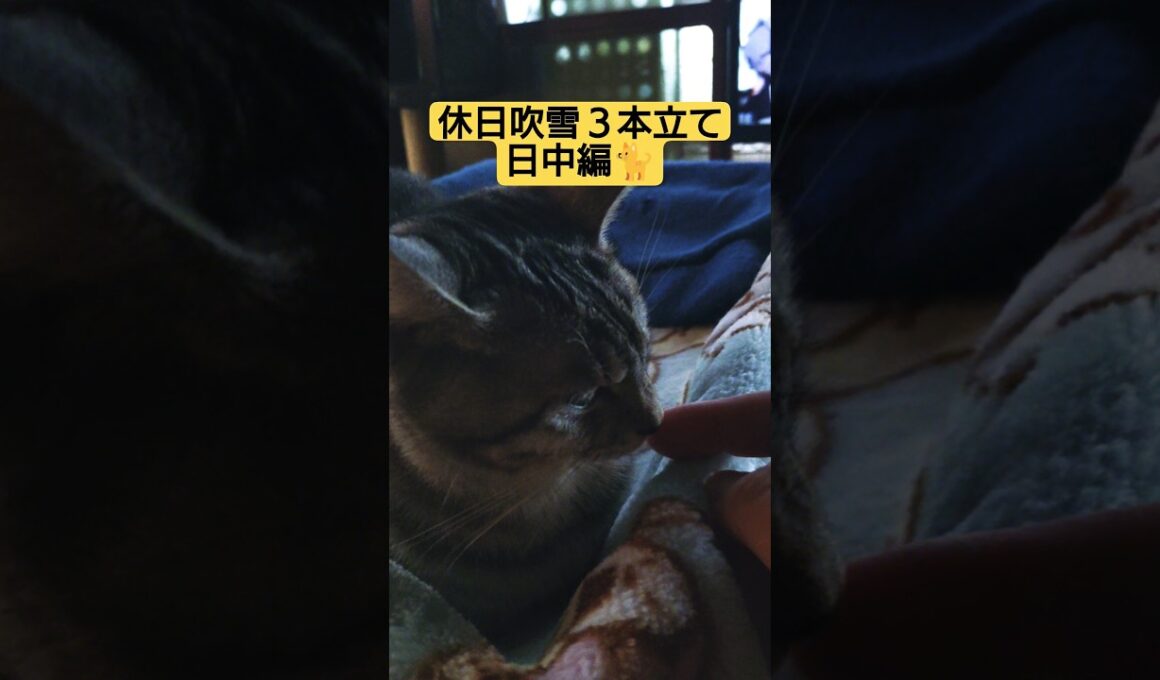 休日吹雪３本立て　①日中編#cute #cat #ねこ #ねこのいる生活 #猫のいる暮らし #いやし #いやされたい #いやしねこ #吹雪