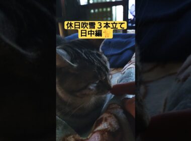 休日吹雪３本立て　①日中編#cute #cat #ねこ #ねこのいる生活 #猫のいる暮らし #いやし #いやされたい #いやしねこ #吹雪