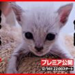 【子猫 保護】猫の島で生まれた 小さな小さな子猫たち【後編】