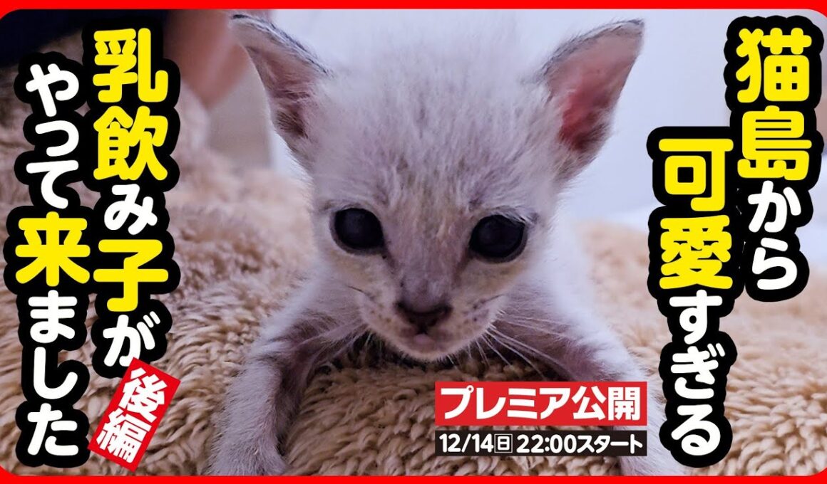 【子猫 保護】猫の島で生まれた 小さな小さな子猫たち【後編】