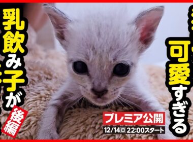 【子猫 保護】猫の島で生まれた 小さな小さな子猫たち【後編】