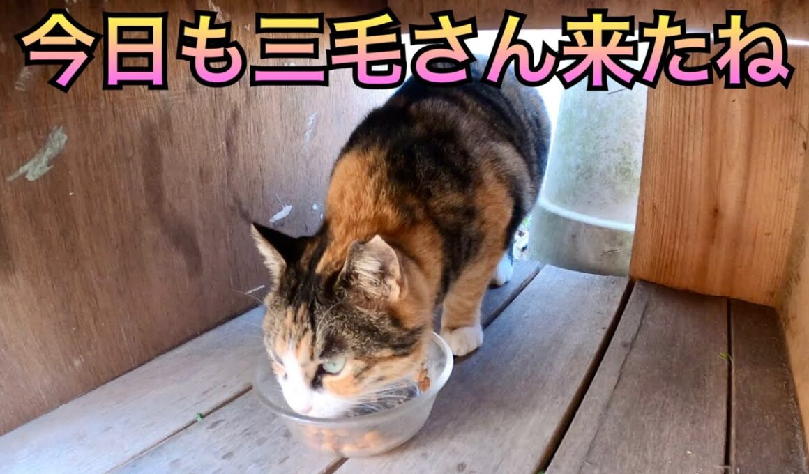 今日も三毛さん来たね。たぬシャムくん、シャム母さん、麦ちゃんもご飯食べに来た。