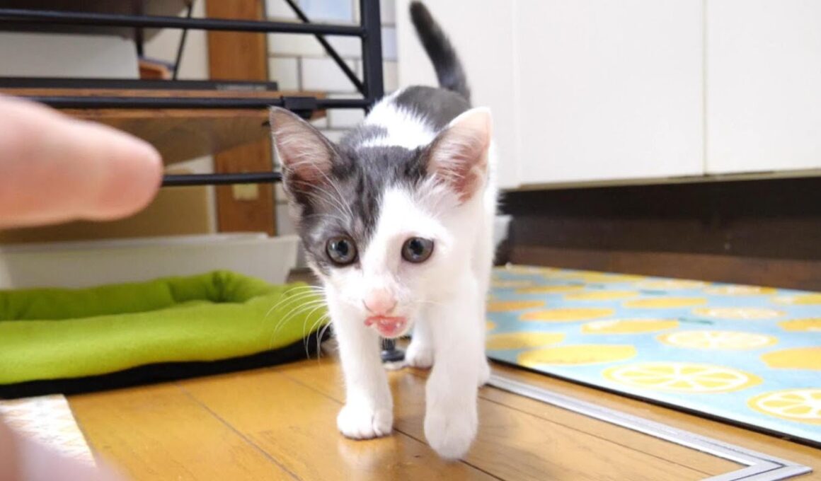 卒業3日前に体調を崩してしまった子猫【赤ちゃん猫　保護猫】