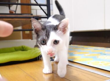 卒業3日前に体調を崩してしまった子猫【赤ちゃん猫　保護猫】