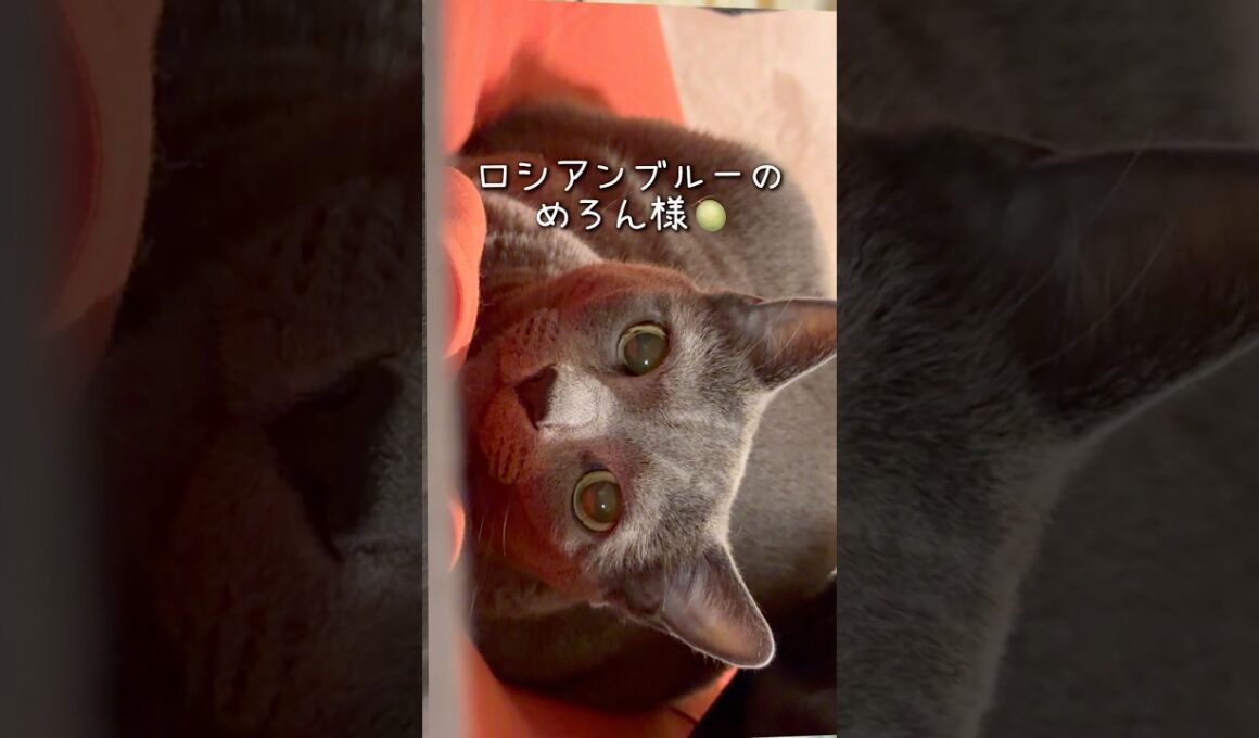 【ロシアンブルー】めろん朝のルーティーンきっちりです🤗【猫】#shorts