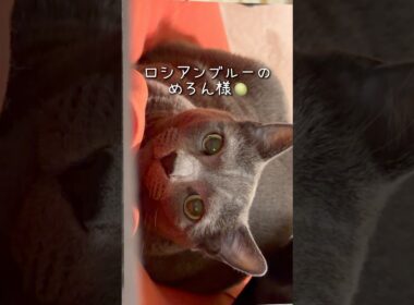 【ロシアンブルー】めろん朝のルーティーンきっちりです🤗【猫】#shorts
