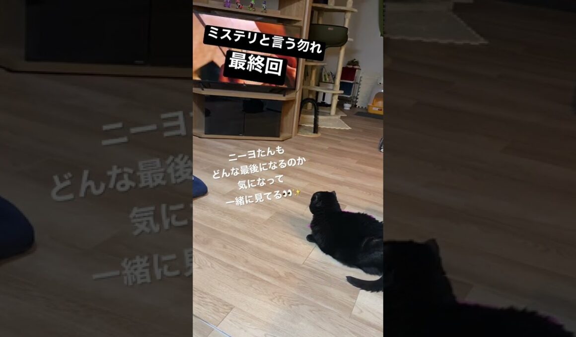 【黒猫マンチカン】ニーヨたん 気になる👀✨　#shorts