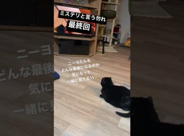 【黒猫マンチカン】ニーヨたん 気になる👀✨　#shorts