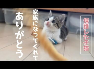 子猫と暮らす幸せ