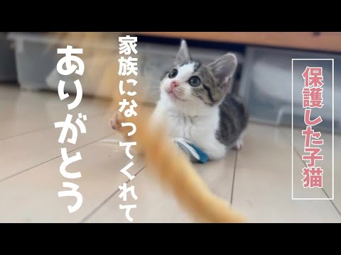 子猫と暮らす幸せ
