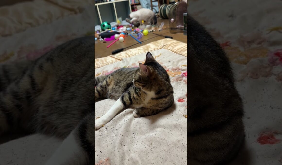 キジシロのルル「控えめにいるね、シャムの子ねこパンダくん」