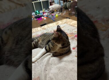 キジシロのルル「控えめにいるね、シャムの子ねこパンダくん」