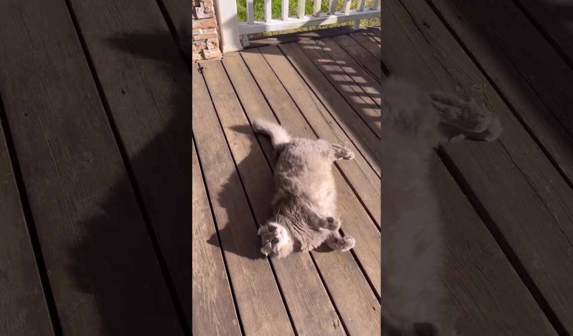 ニャンコ体操第一 #ねこ動画 #アメリカンカール