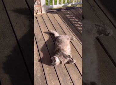 ニャンコ体操第一 #ねこ動画 #アメリカンカール