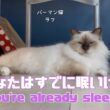 バーマン猫ラフ【あなたはすでに眠いけど】　（バーマン猫）Birman/Cat