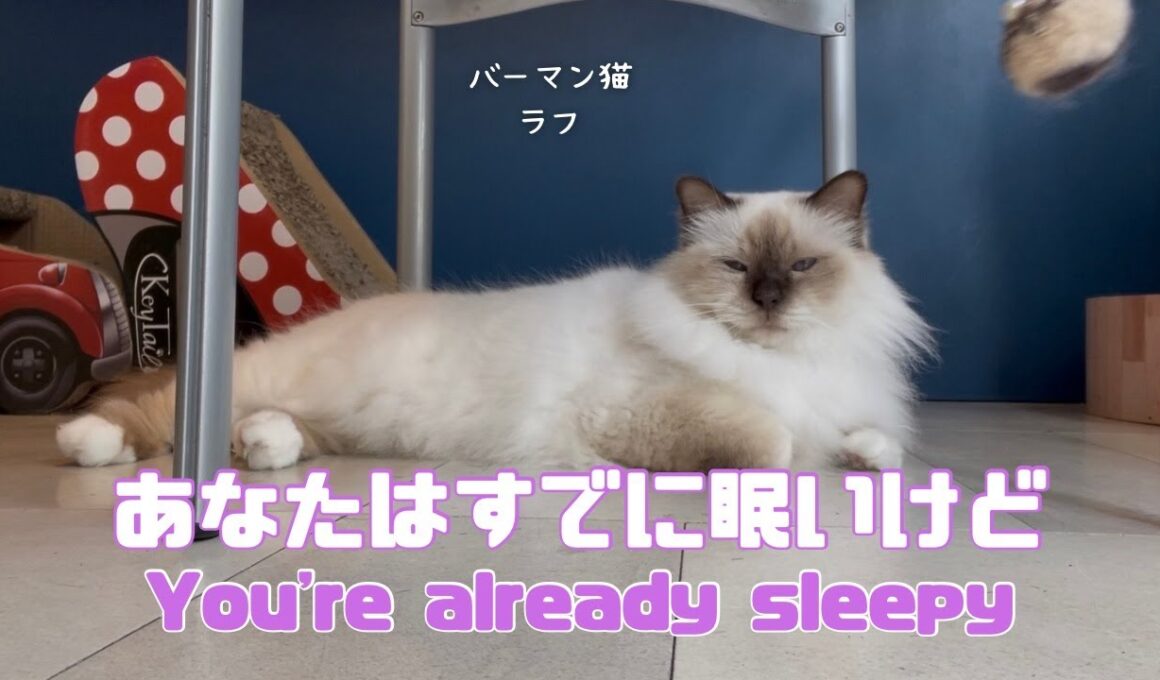 バーマン猫ラフ【あなたはすでに眠いけど】　（バーマン猫）Birman/Cat