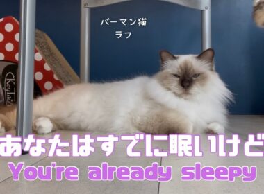 バーマン猫ラフ【あなたはすでに眠いけど】　（バーマン猫）Birman/Cat
