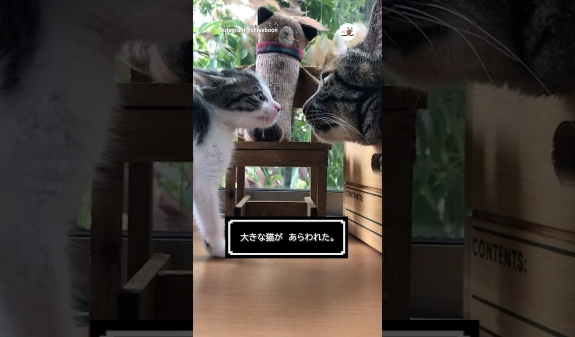 立ち向かう子猫🐱｜PECO