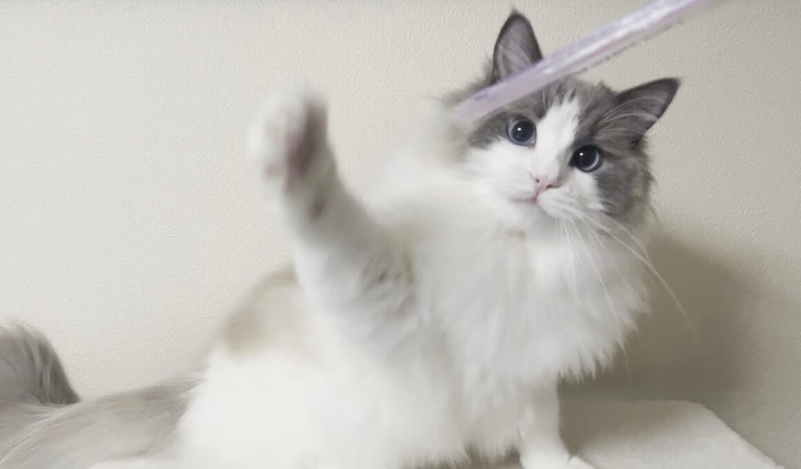 分離不安症の疑い...？入浴中に甘えん坊なラグドール猫を隠し撮りしてたら鳴き叫んでたことが判明しました。