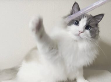 分離不安症の疑い...？入浴中に甘えん坊なラグドール猫を隠し撮りしてたら鳴き叫んでたことが判明しました。