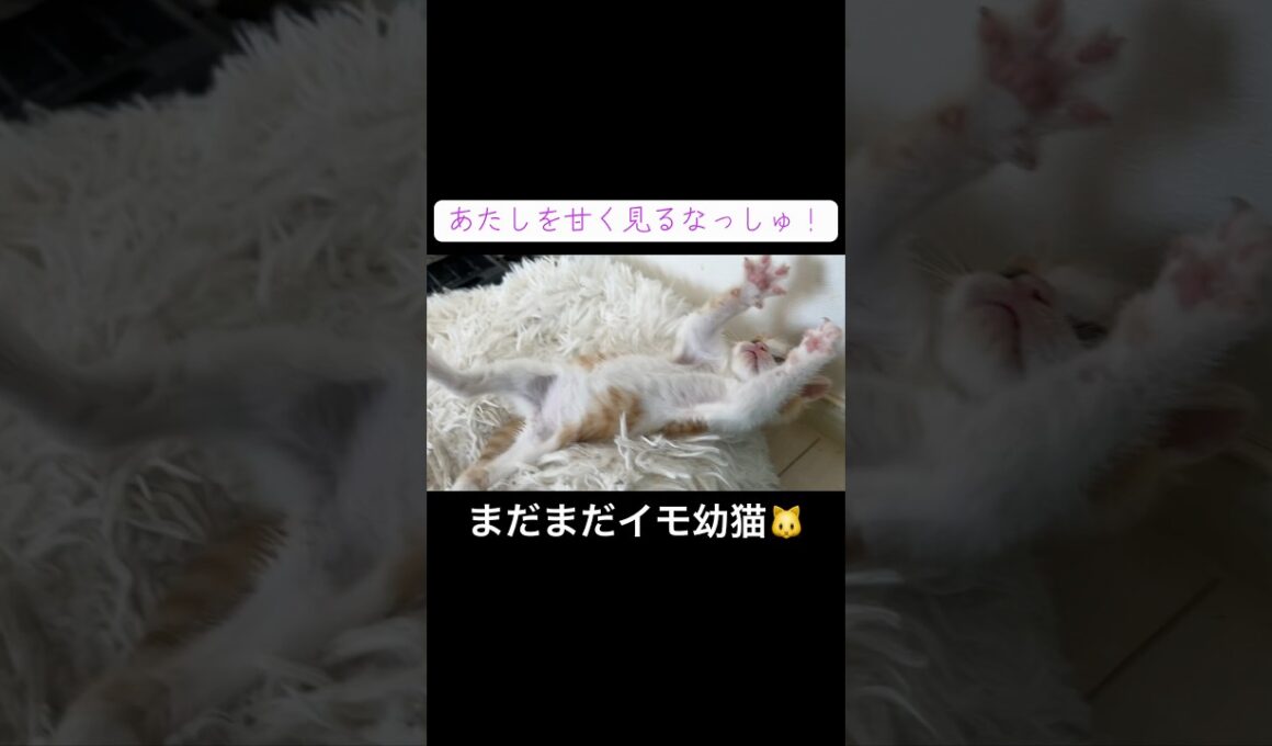 ヨチヨチ子猫🐱、思わずころりん #cat  #猫  #ねこ  #保護猫 #cute #猫のいる暮らし #子猫 #kitten  #shorts  #こねこ