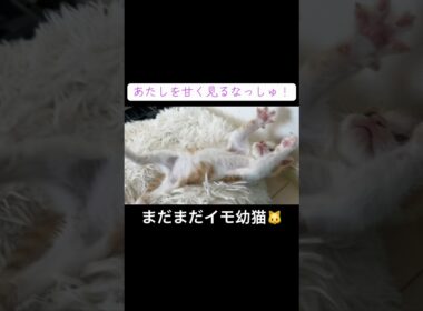 ヨチヨチ子猫🐱、思わずころりん #cat  #猫  #ねこ  #保護猫 #cute #猫のいる暮らし #子猫 #kitten  #shorts  #こねこ