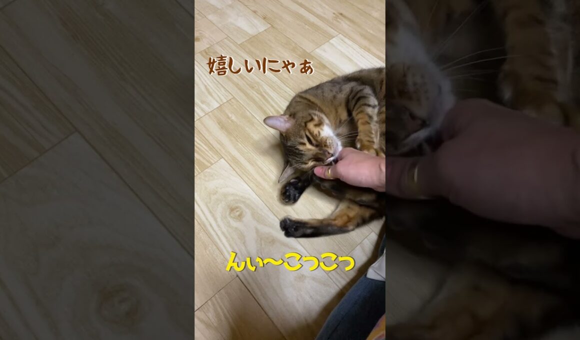 ベンガル猫と戯れてたら最終的にいつものwww #shorts